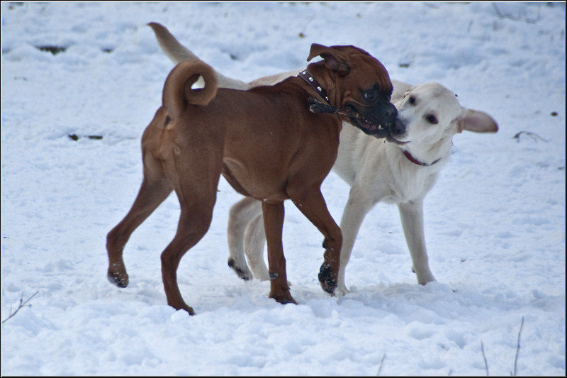 serbanv_strliniei_22