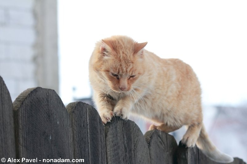 de-a-lungul-liniei-11