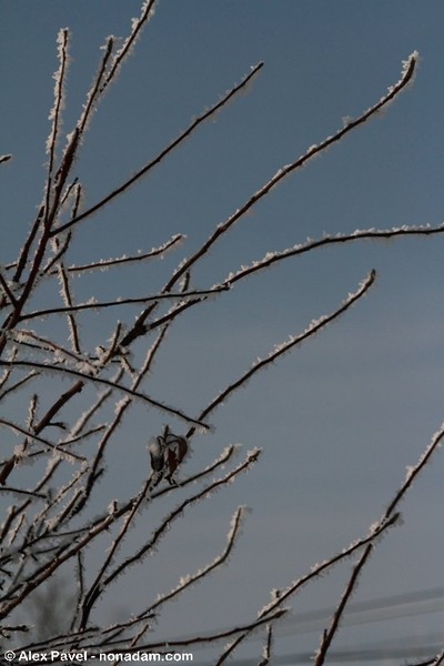 de-a-lungul-liniei-3