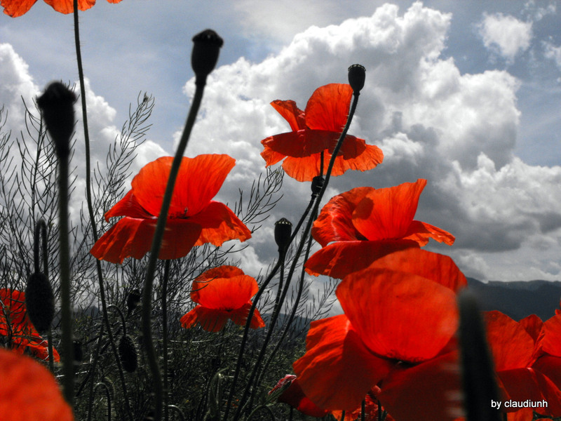 (probabil) ultimii maci