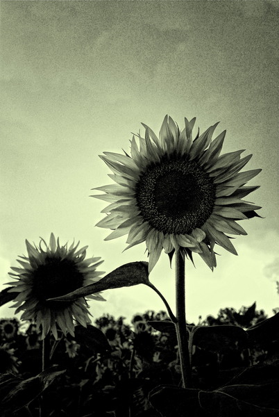 dsc_0438_rev_bw_top2010