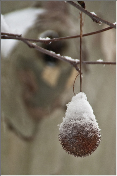 serbanv_cevreilor_05