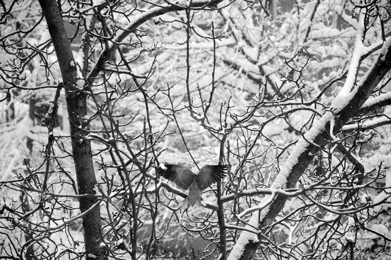 dungha_in_copaci_dng9385