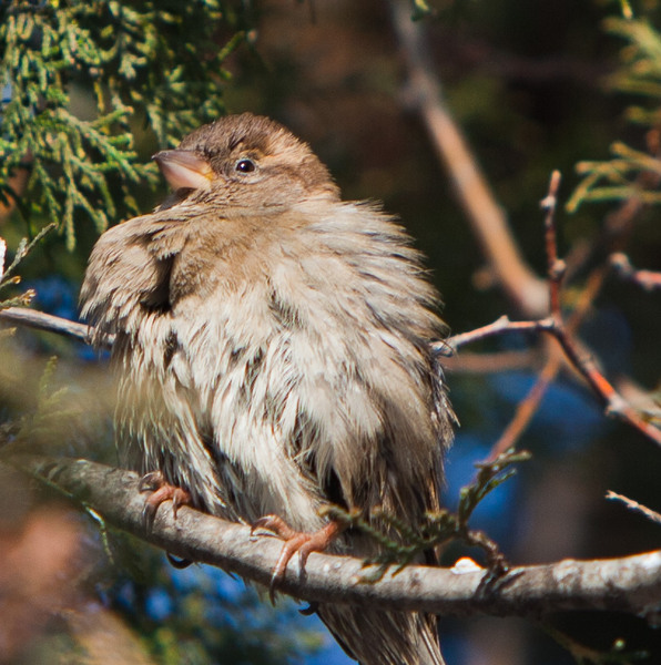 va-trece-si-iarna-aceata