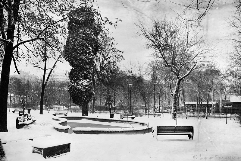 lupumsinguraticum001