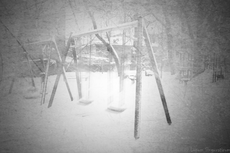 lupumsinguraticum003