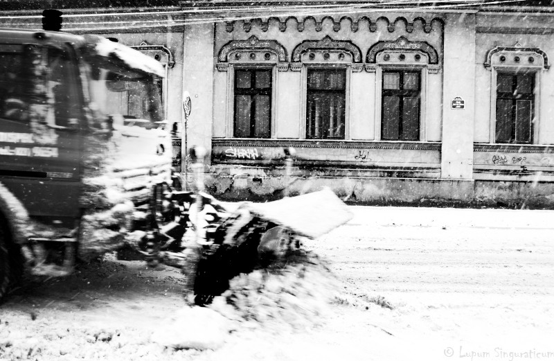 lupumsinguraticum004