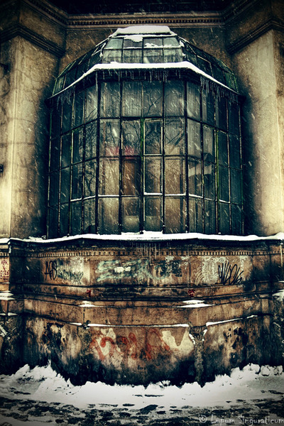 lupumsinguraticum005