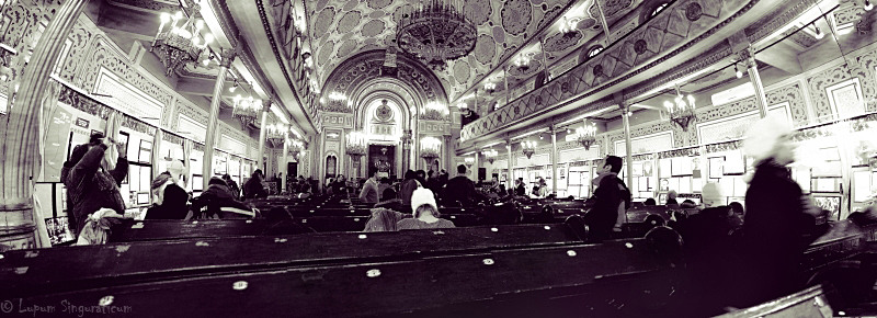 lupumsinguraticum008