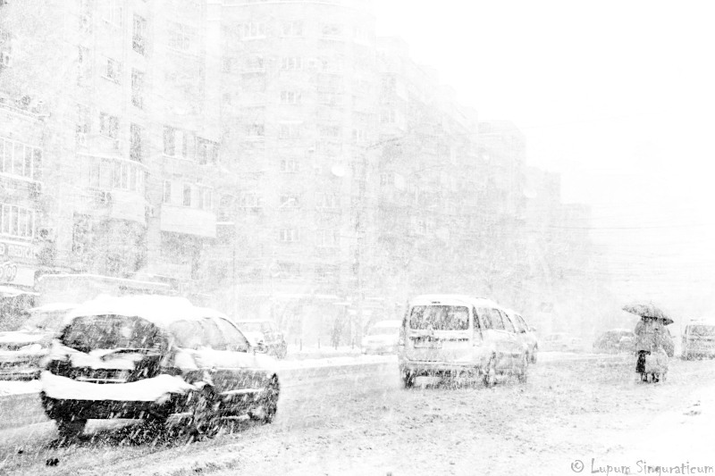 lupumsinguraticum012