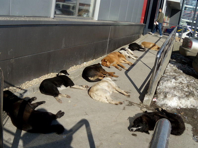 acces-pentru-carucioare-la-mega-image