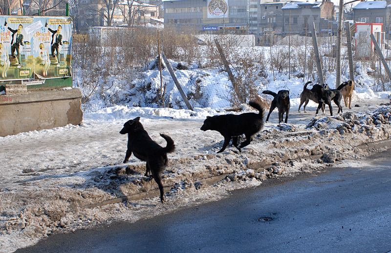 _dap5814-desculti-in-parc