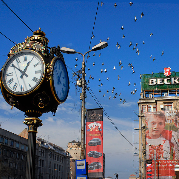 _dap5916-ceas-cu-porumbei