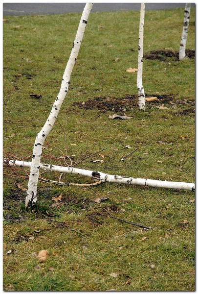 fundenii-doamnei_021