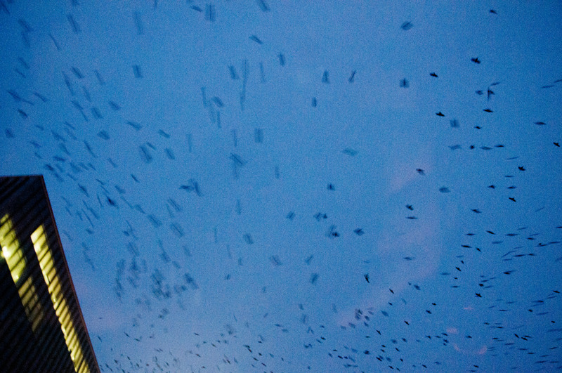 dungha_ciorile_din_pompei_dng1464