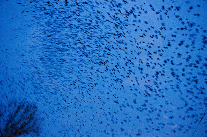 dungha_ciorile_din_pompei_dng1467