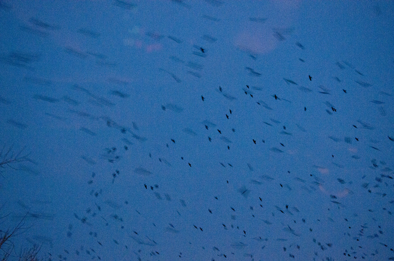 dungha_ciorile_din_pompei_dng1477