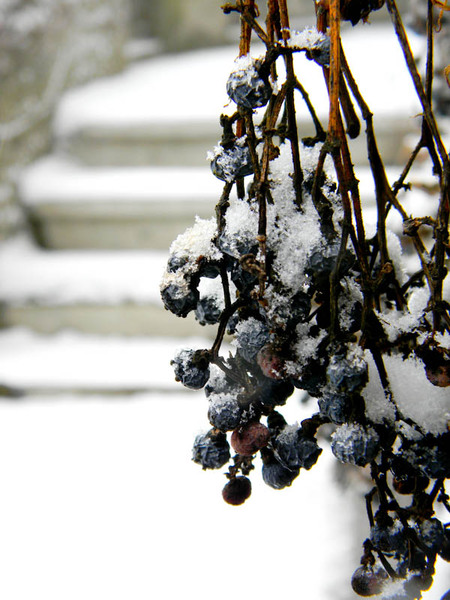 poftiti la struguri1