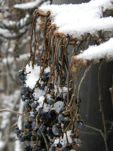 poftiti la struguri2