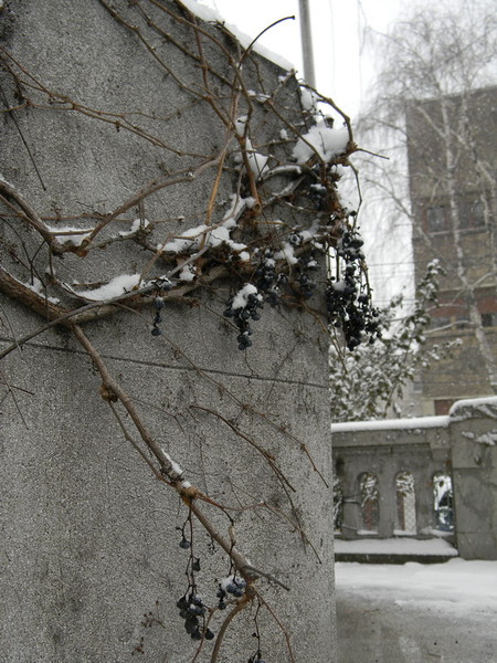 poftiti la struguri3