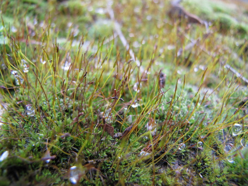 23-primii-fulgi-de-nea-din-acea-zi_resize