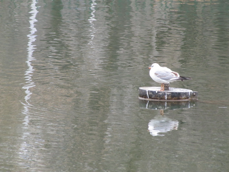 5-lonely-girl-abovebeyond_resize