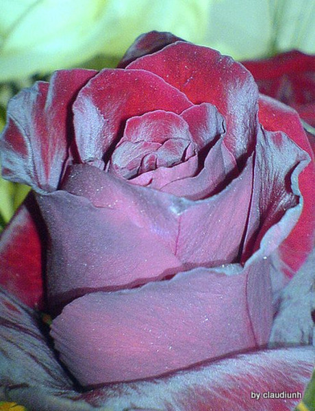 3537076584_3e775e3055