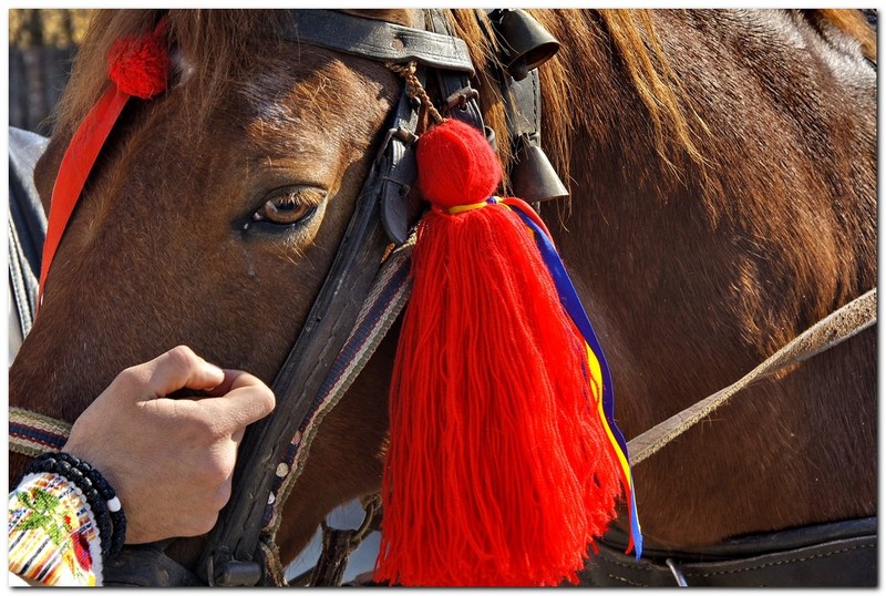 tudorita-pastele-cailor_015