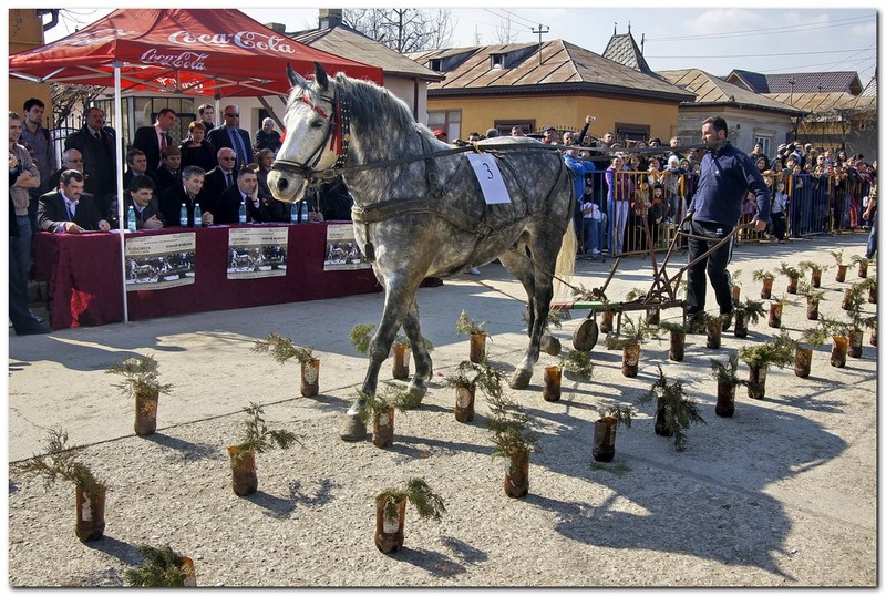 tudorita-pastele-cailor_040