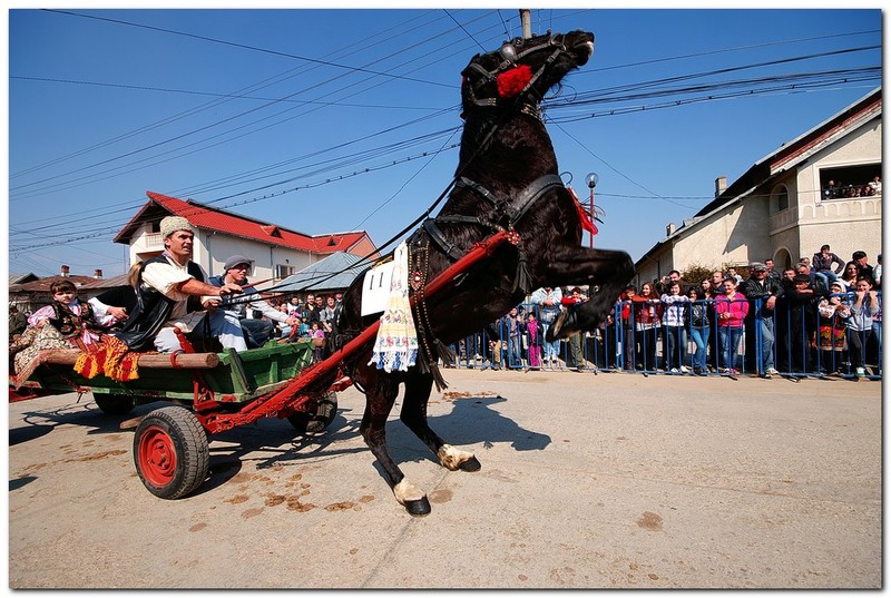 tudorita-pastele-cailor_047