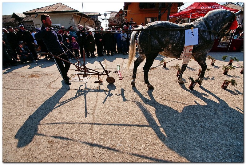 tudorita-pastele-cailor_049