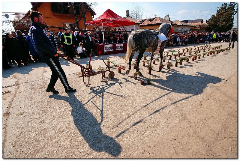 tudorita-pastele-cailor_050