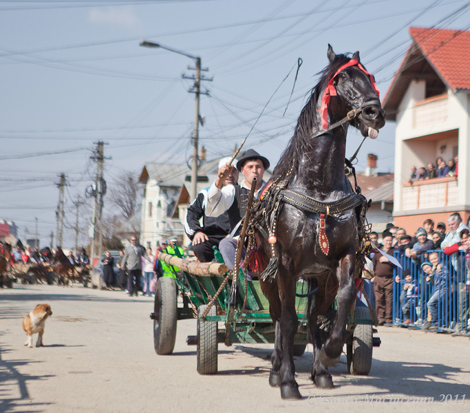 spectator-nedisciplinat