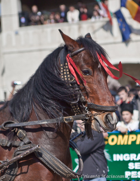 sub-privirele-de-sus