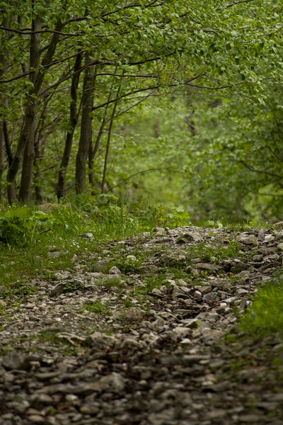 230509_dealul-narciselor-11