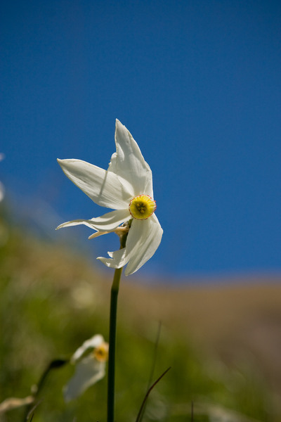 230509_dealul-narciselor-49