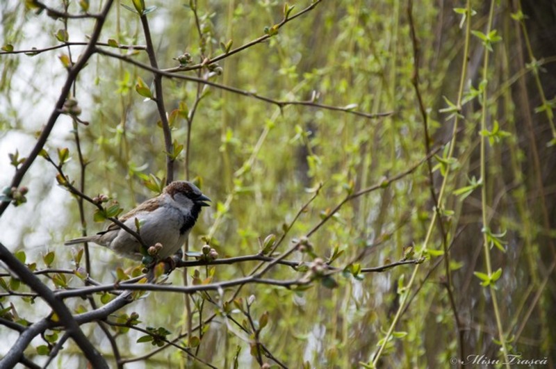 saptamana_a-xii-a_07