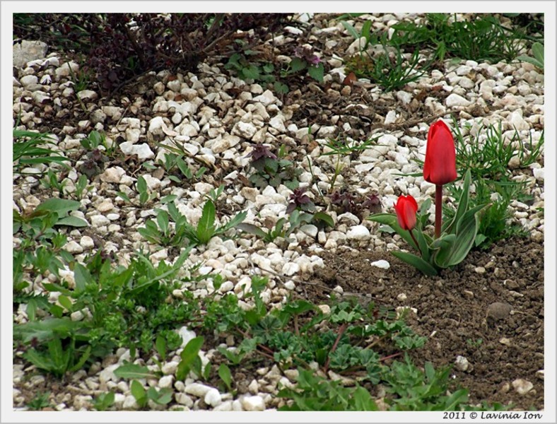 2aprilie2011_dscf7610