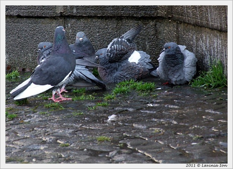 2aprilie2011_dscf7677