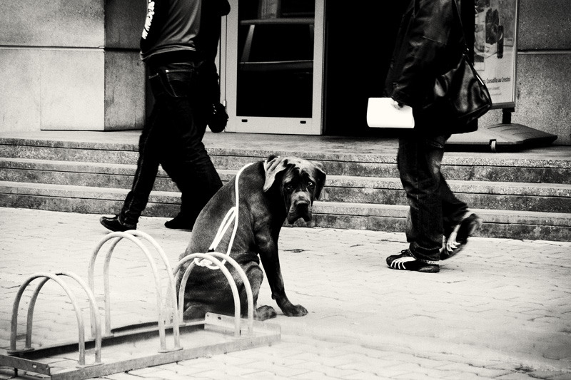 dungha_stare_generala_dng2951