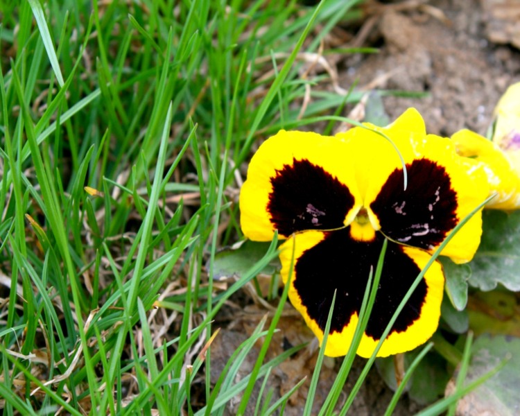 19-pierduta-in-iarba