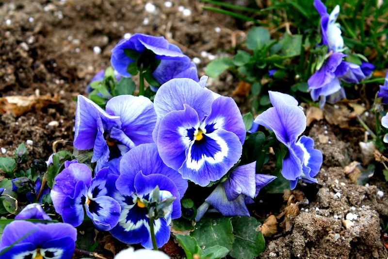 20-cine-e-cea-mai-frumoasa