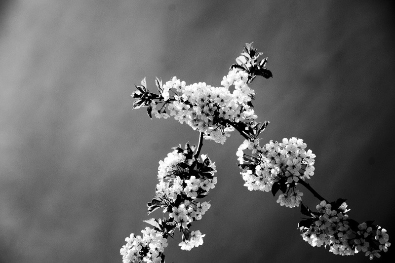 dungha_flori_de_cires_albnegru_dng3004