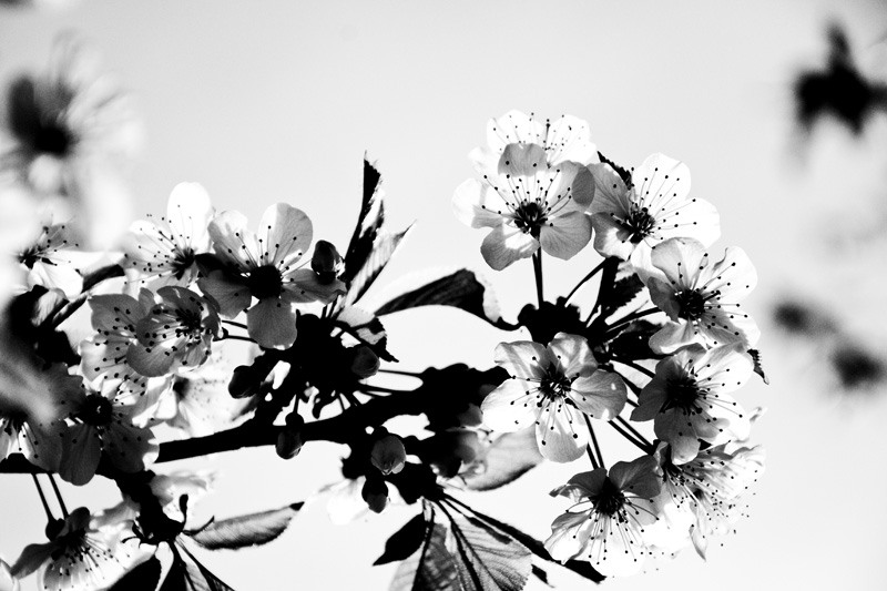 dungha_flori_de_cires_albnegru_dng3010