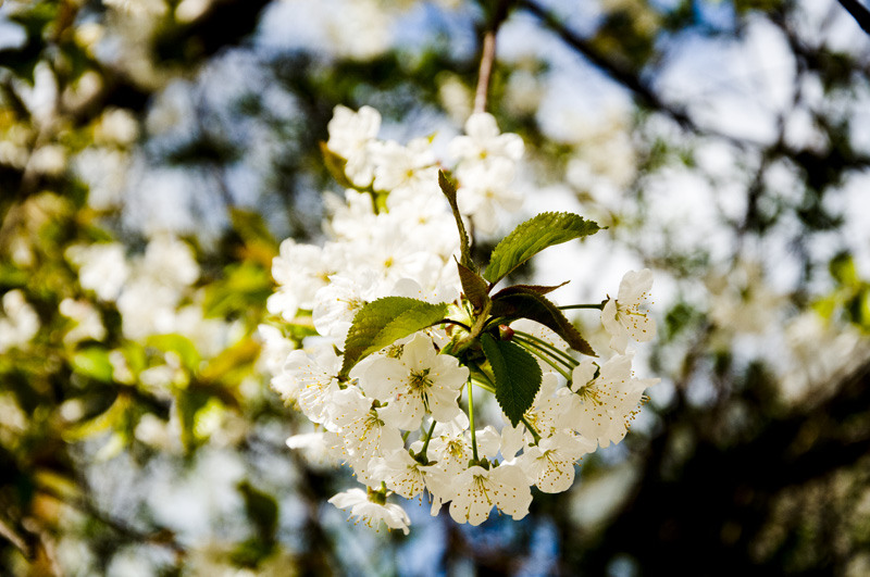 dungha_flori_de_cires_dng3002