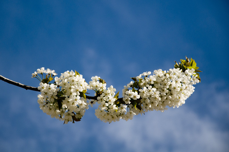 dungha_flori_de_cires_dng3005