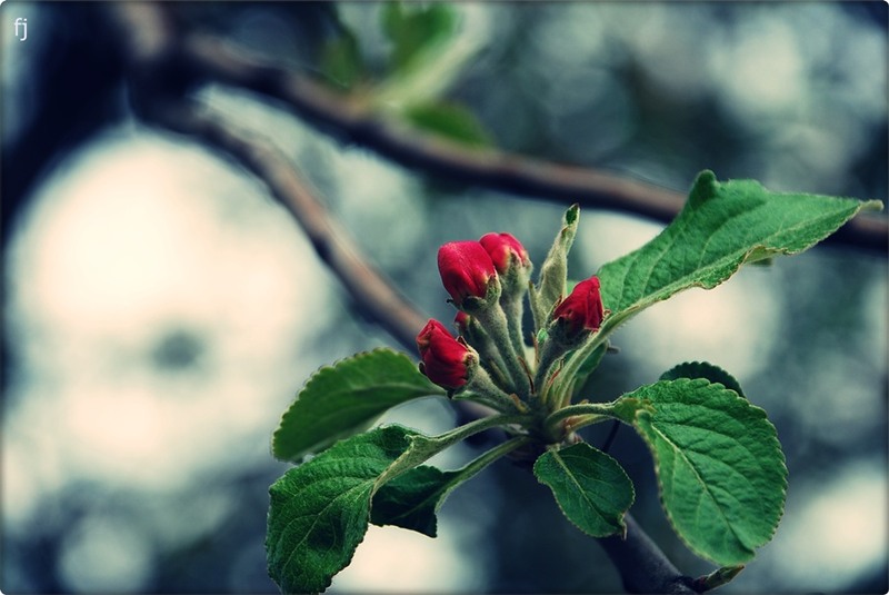 5-boboci-de-flori-de-mar