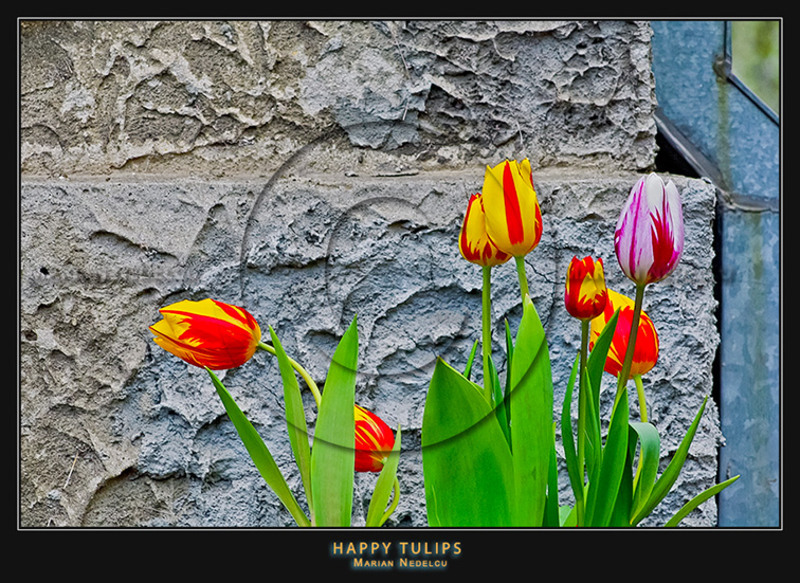 happy-tulips-2