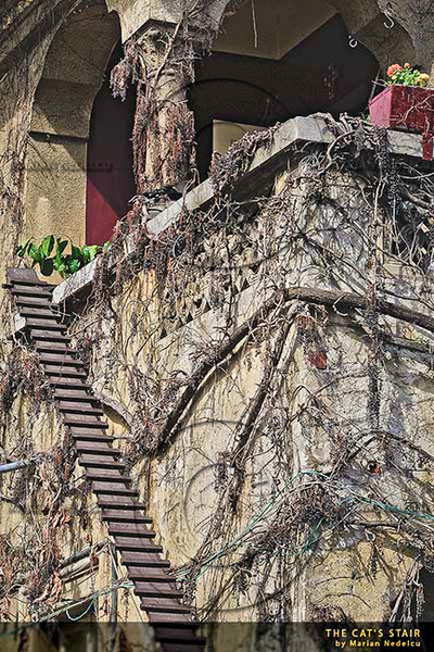 the-cats-stair-3