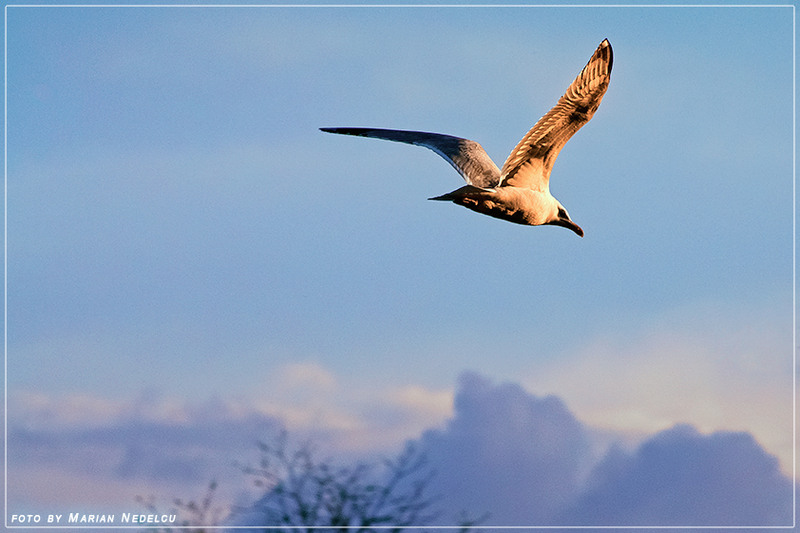Zbor deasupra unui cuib de cuci !